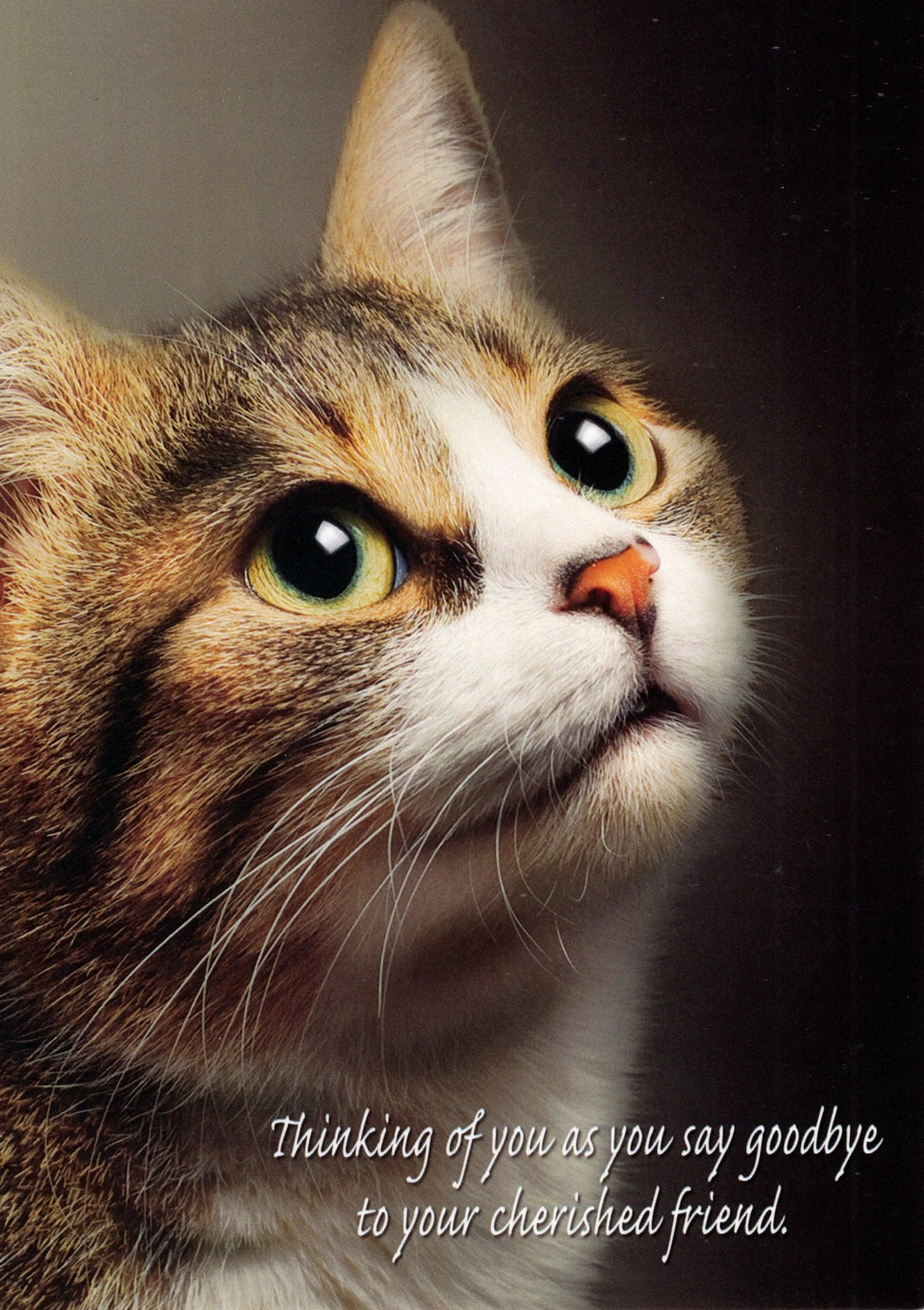 Greeting Card - Pet Loss Condolence - Cat - 