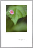 Greeting Card - Thank You - "...such a glad heart."