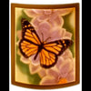 Nightlight ~ Butterfly With Color